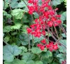 Гейхера Руби Беллс (Ruby Bells) C1